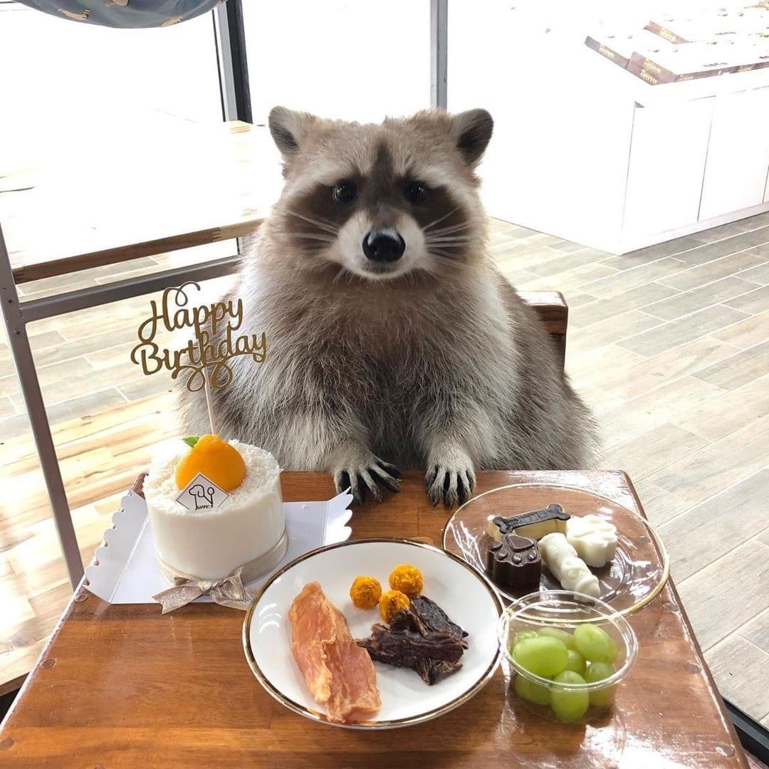 sweetraccoons's tweet image. 