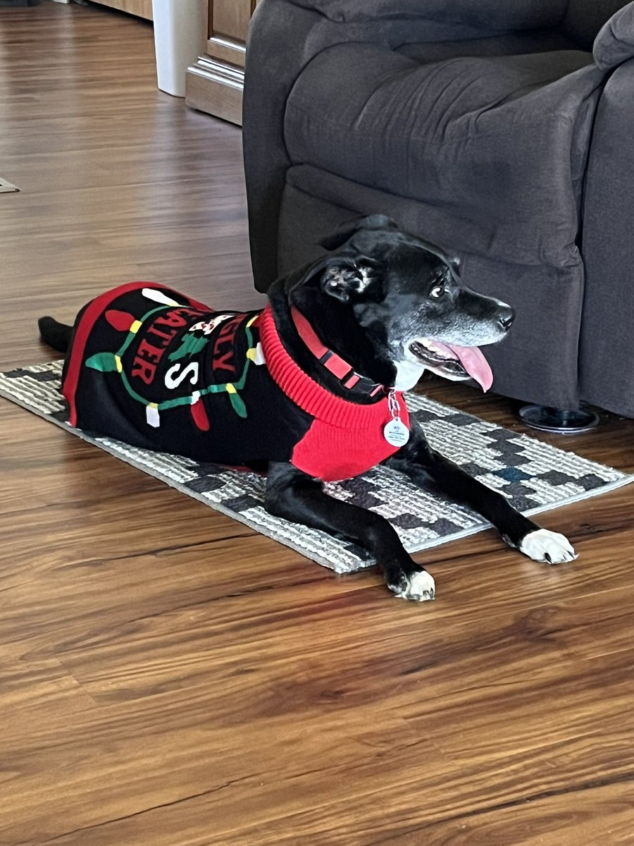 Here’s my Twitter Christmas card I’m sending out. If you see this you’re probably on Santa’s “nice” list 🐾
