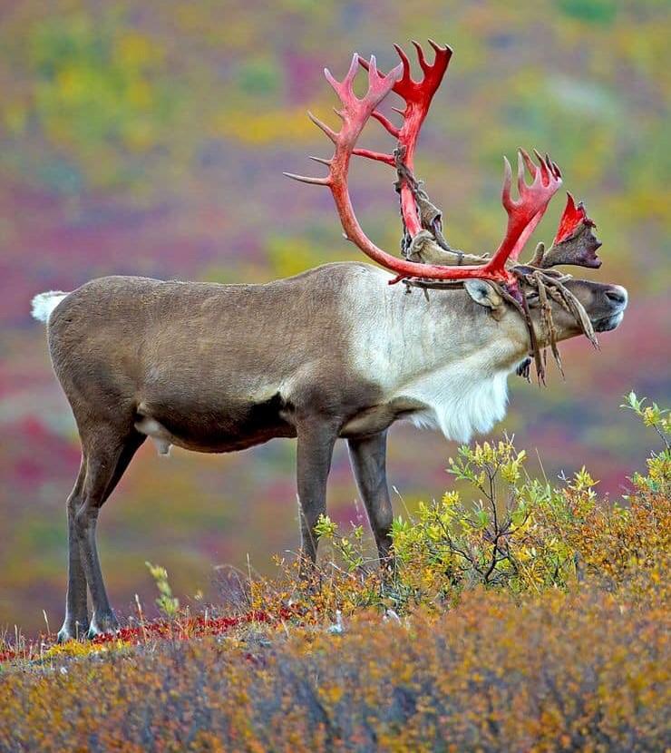 EdgeFolks's tweet photo. 🔥 Caribou red stained antlers after shedding the velvet 

#pic from u/jamesbond000111 on reddit

#FOTE #folksontheedge #fote #artist #etsy #etsyshop #epicpic #coolpic #nature #natureislit #natureisepic #beautiful #naturelover #travel #motherearth #awesome #coolanimals #coolr… https://t.co/u1u0WotrbI