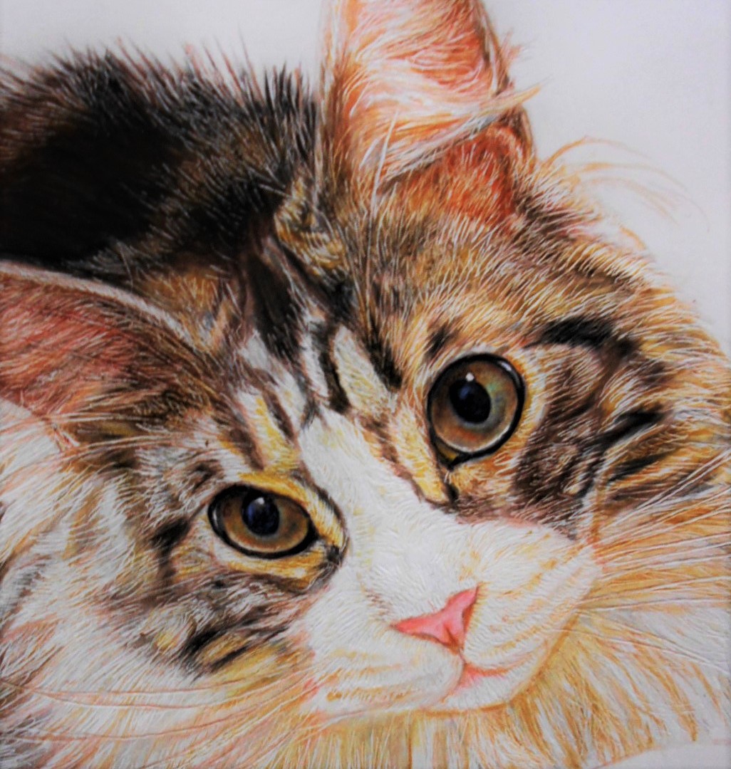 色鉛筆で可愛いにゃんこ　あびちゃん描いています

#猫　#猫の絵　#色鉛筆　#色鉛筆イラスト　#色鉛筆画　#art  #coloredpencildrawing  #coloredpencilart 　#coloredpencilportrait