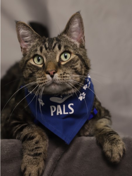 We LOVE therapy cats. Their very nature has the ability to make us more present and enjoy the simple things in life.
What's your favourite thing about cats? 
#PALScalgary #pettherapy #petshelpingpeople #therapyanimalsyyc #therapycat #animalassistedtherapy