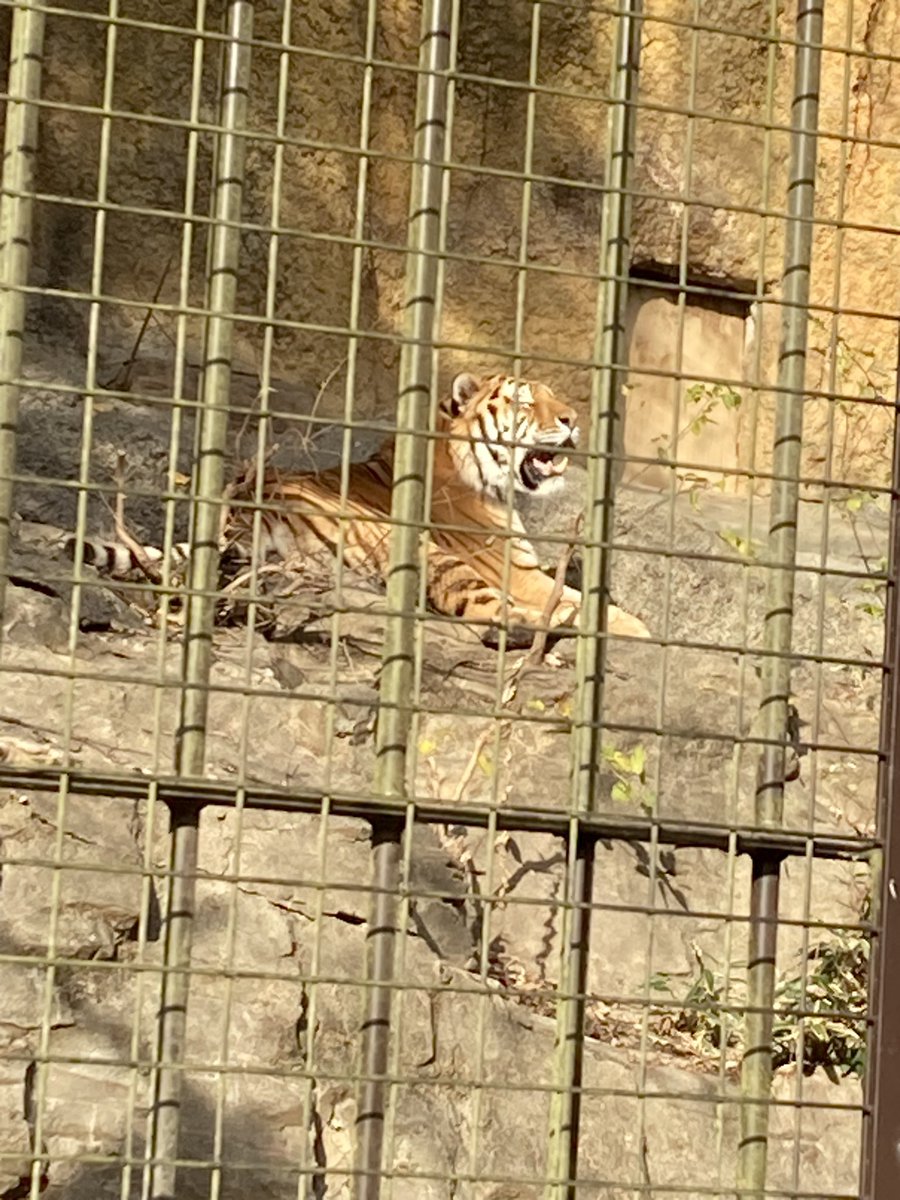 chimera_99's tweet photo. この間多摩の動物公園行った時の
広くて紅葉も綺麗でお散歩にも良いのと動物が近くで見られて一番好きな動物園になった https://t.co/JCJpcN5BT3