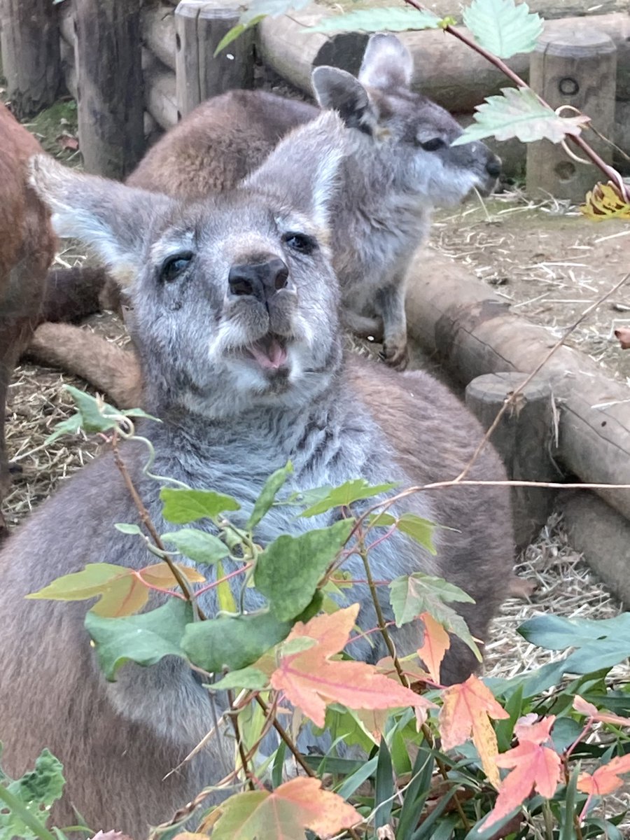 chimera_99's tweet photo. この間多摩の動物公園行った時の
広くて紅葉も綺麗でお散歩にも良いのと動物が近くで見られて一番好きな動物園になった https://t.co/JCJpcN5BT3