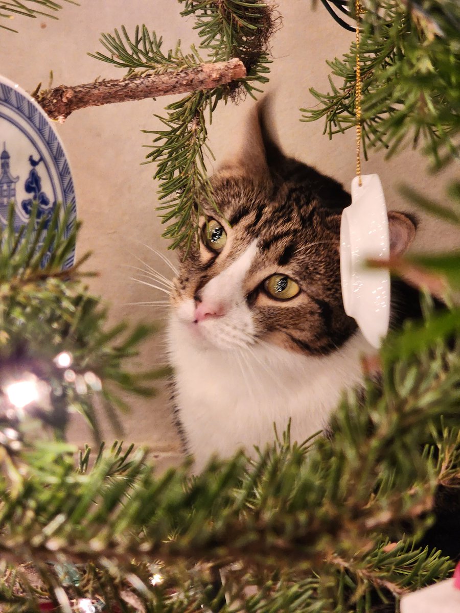EggleBagel's tweet photo. 🎄🥚 https://t.co/do7EUqhjRI