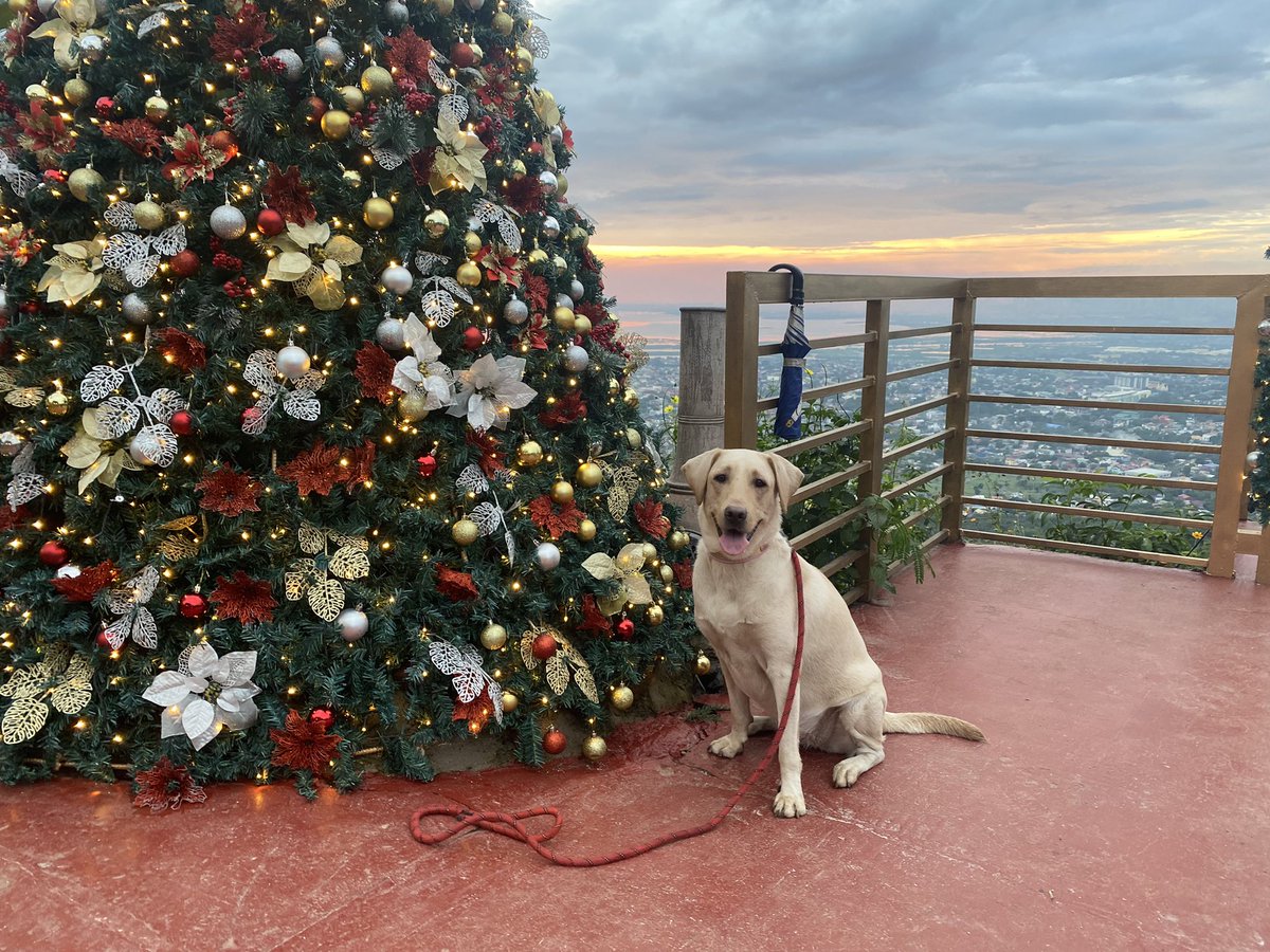 BellaExplora's tweet image. A beautiful tree
A wonderful view
A stunning sunset
Nice cool weather
My family here with me

What more can I ask for? 
Hope you all have a very Merry Christmas!  

Love,
Bella 🐕