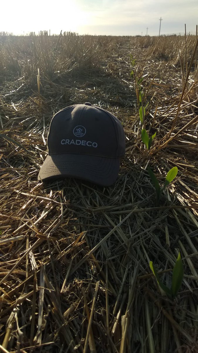 cradeco's tweet photo. Diciembre, mes de implantación de cultivos de segunda. A pesar de las escasas lluvias, más del 80% de maíz y soja se han implantado satisfactoriamente. https://t.co/Jj3VVHtKlx