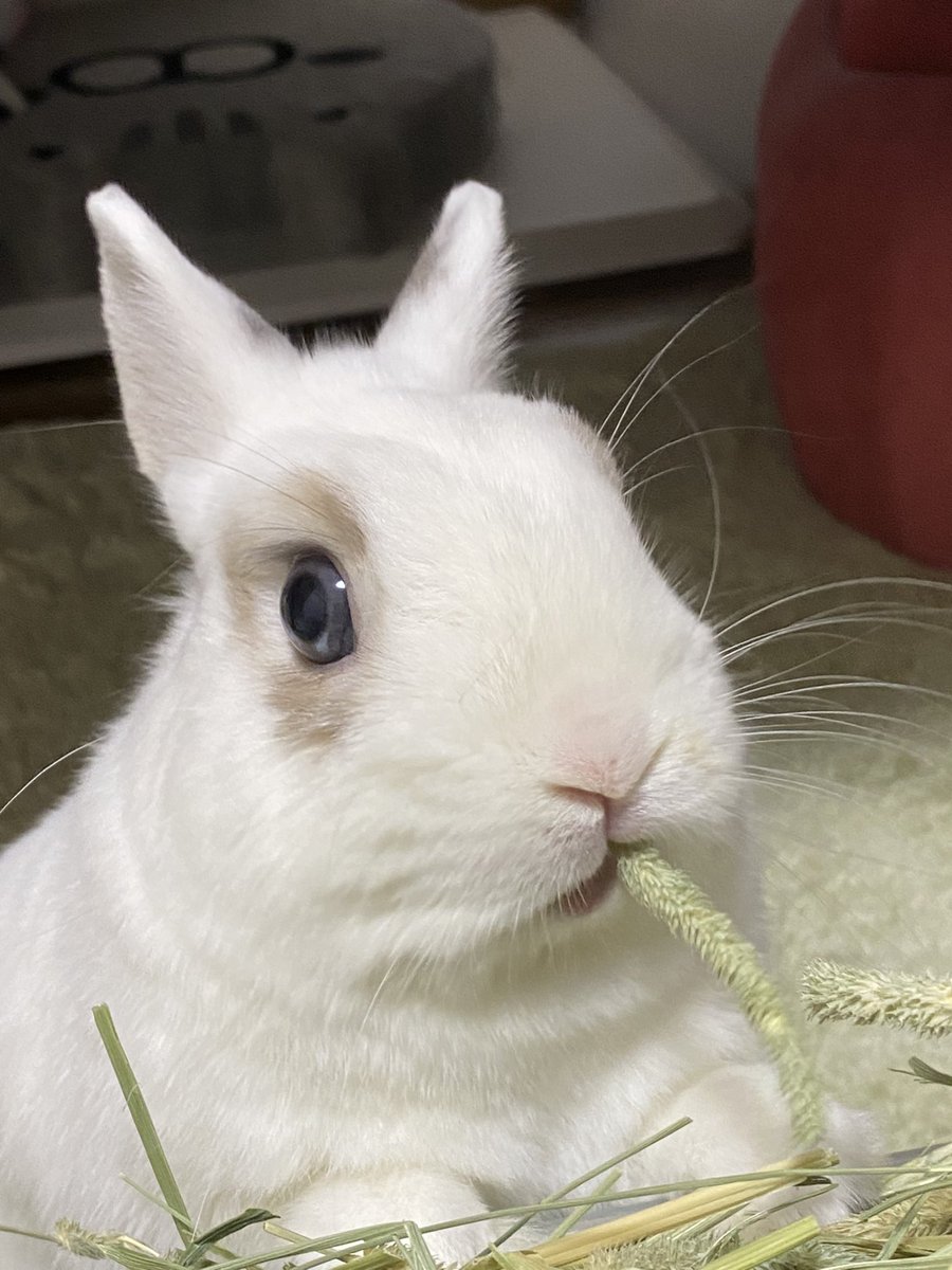 shogun1016's tweet photo. 天使かな？😇🙏

 #うさぎのいる暮らし  #うさぎ https://t.co/vhmby49GwA