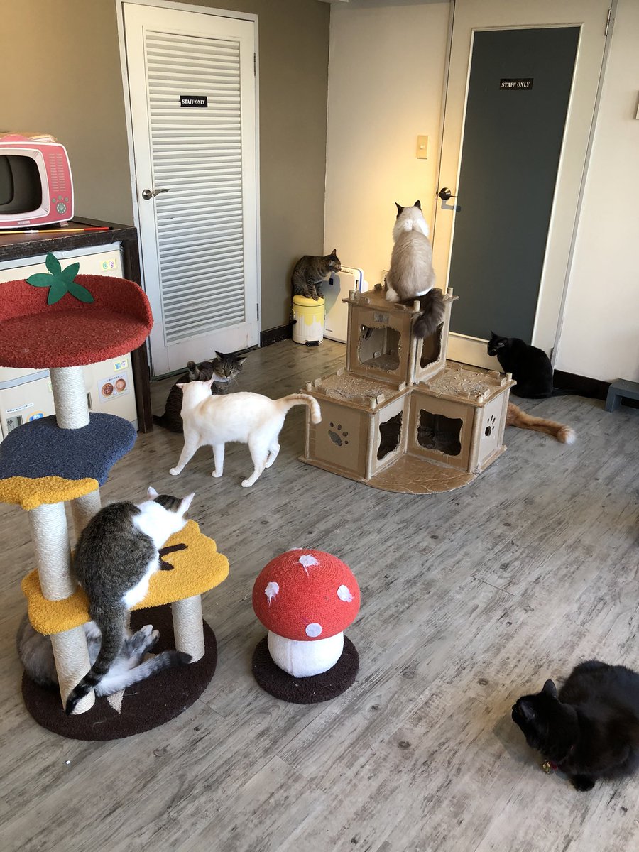 VEZEL_77's tweet photo. 旅行来て深刻な猫不足になってます🥺
昨日行った猫カフェまた行こうかな😻 https://t.co/uoIGOvBtX0