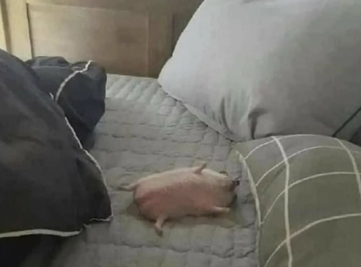 Guarromantico_'s tweet photo. *Mañana me levantaré a correr a las 6am*

Yo a las 10am: https://t.co/wDYsW9Zb6Z