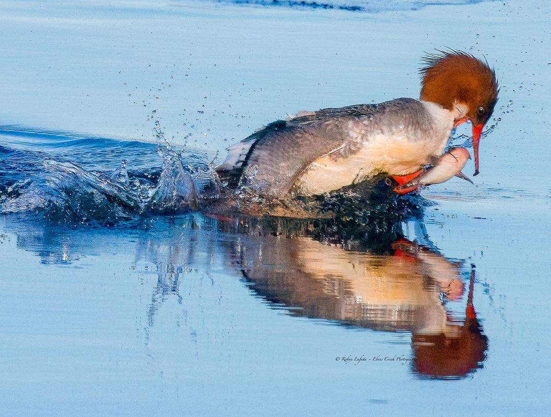VisitEssexMA's tweet photo. Amazing! Essex photographer, Robyn Lafata @essexrivergirl #repost Look closely...this female red breasted #merganzer has a fish in her mouth....or does she. Just beneath her a male merganzer emerges & grabs the fish right from her mouth!
#nationalgeographic #EssexThroughYourEyes https://t.co/tjionVfA7v