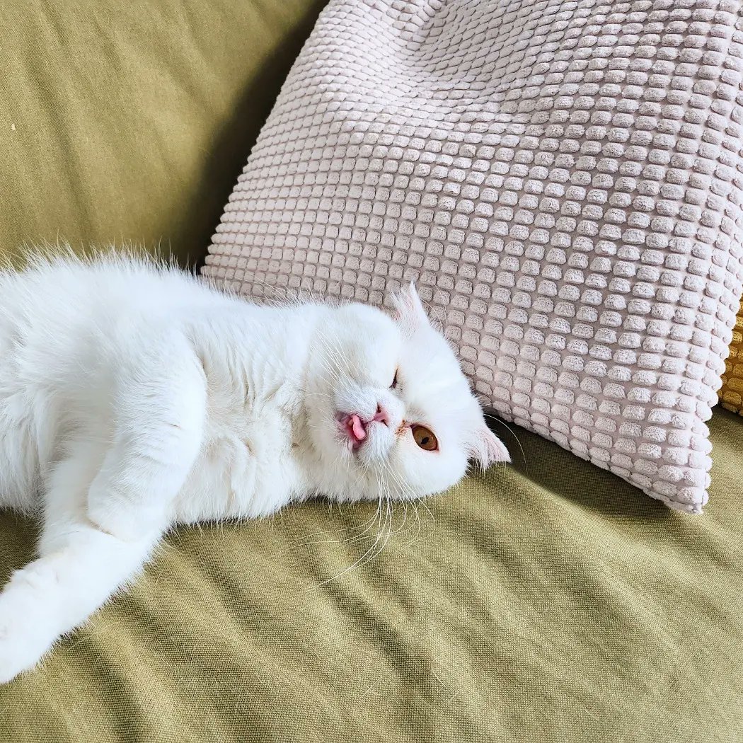 #폴드고양이살구 #입양홍보

졸린 살구😴

8살 폴드 남아 살구

입양문의 카카오톡➡️ sshinmi0915 

#고양이 #성묘 #스코티쉬폴드 #폴드 #하얀고양이 #살구 #고양이입양 #유기묘입양 #사지말고입양합시다 #가족이되어주세요 #서울 #경기 #경기광주 #인형