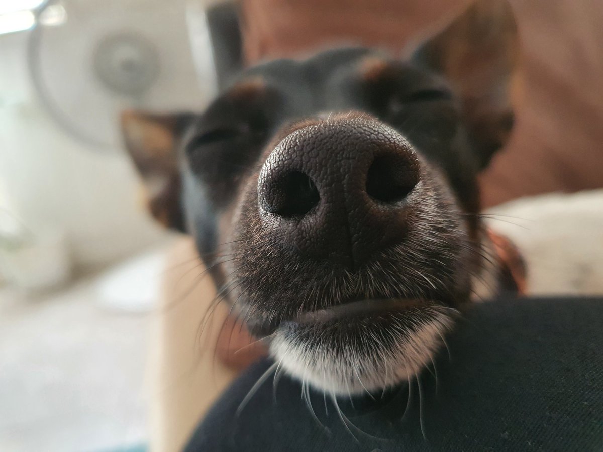 mikkyr4t's tweet photo. Boop her right now #dogs #boops #cute https://t.co/SxNaSIAN7m