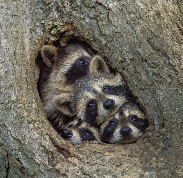 Happy Winter Solstice!❄️ Remember to leave out extra food for your bird and critter friends, they need all the extra nutrients they can get!