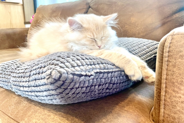 aus_pet's tweet photo. 今日は＃色の日
世の中には何百色も名前の付いた色があるって知ってた？🙄
何色が判断しにくいワンちゃんネコちゃんの毛色も、調べてみると正式な色の名前がわかるかも！？😊
#ペット保険　#au損保　#犬　#猫　#犬のいる暮らし　#猫のいる暮らし https://t.co/qXaeRPTWgl