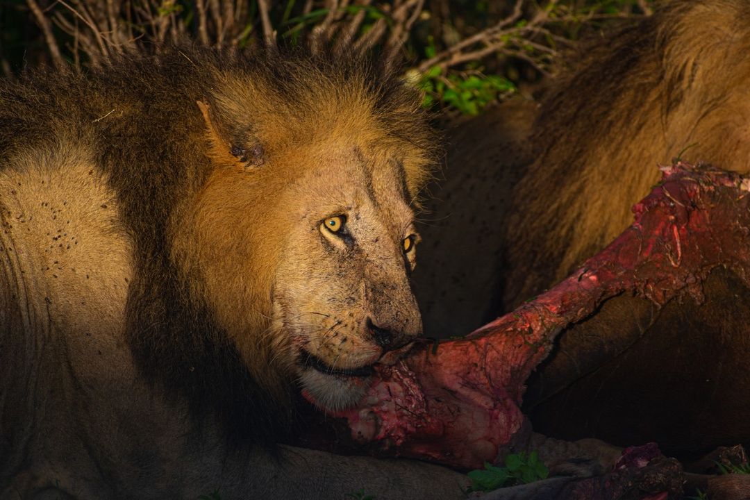 Great Legend King Olbarnati. He charms and achievements are well remembered.
🦁 Masai Mara | Kenya
#savelions #masaimara #masaimarakenya #lionsofmasaimara #lionspride #lions #lionsofafrica_ #wildlifephotography #bownaankamal #nikonphotographer #nikon #nationalgeographic