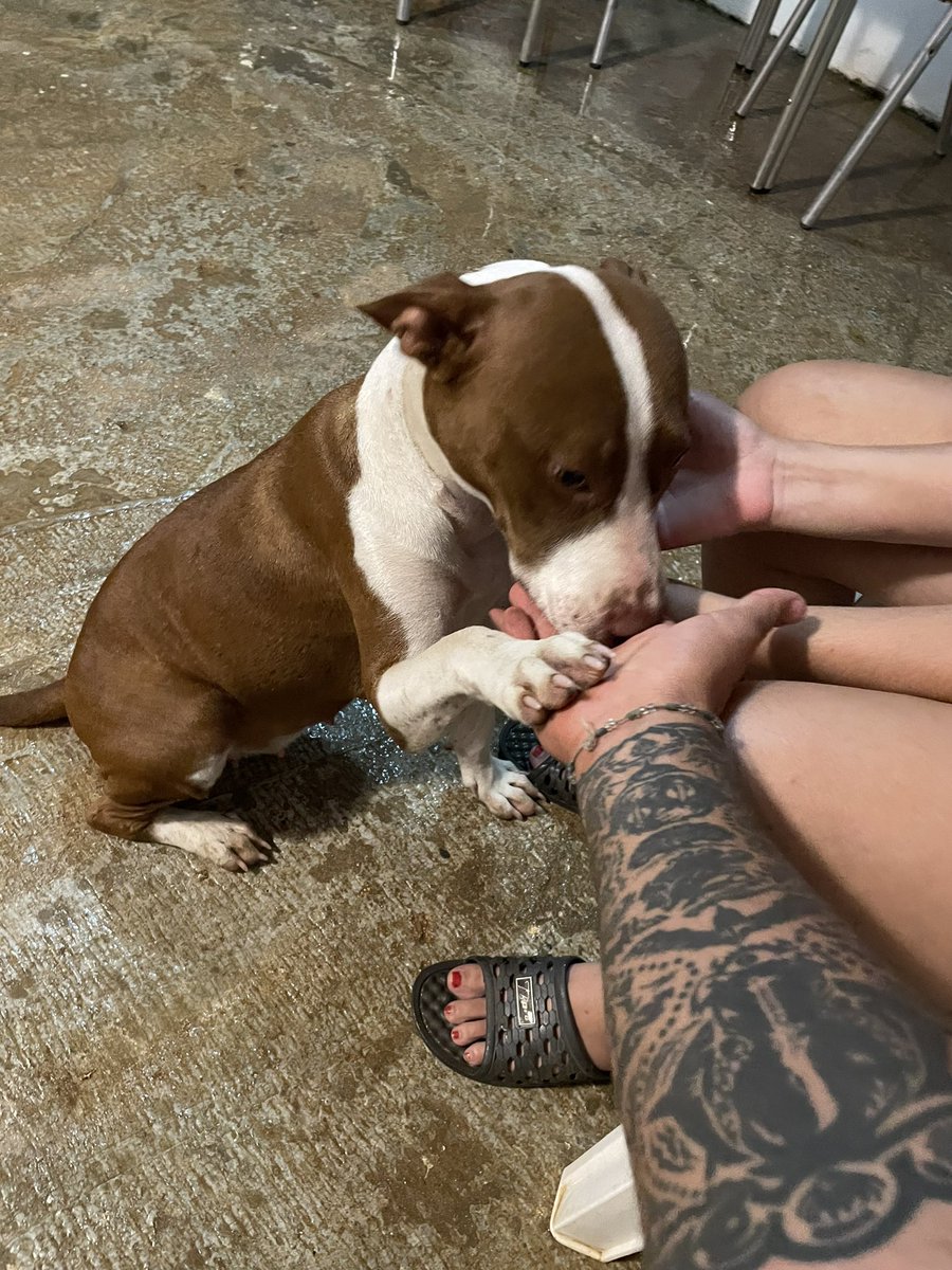 Teddy0269's tweet photo. Familia tenemos a esta hermosura en la casa por unos días se llama Kira desde el principio se llevo bien con Odín y Oreo. Es un poco loca paro se va educando 😂 https://t.co/aUToMEcyaM