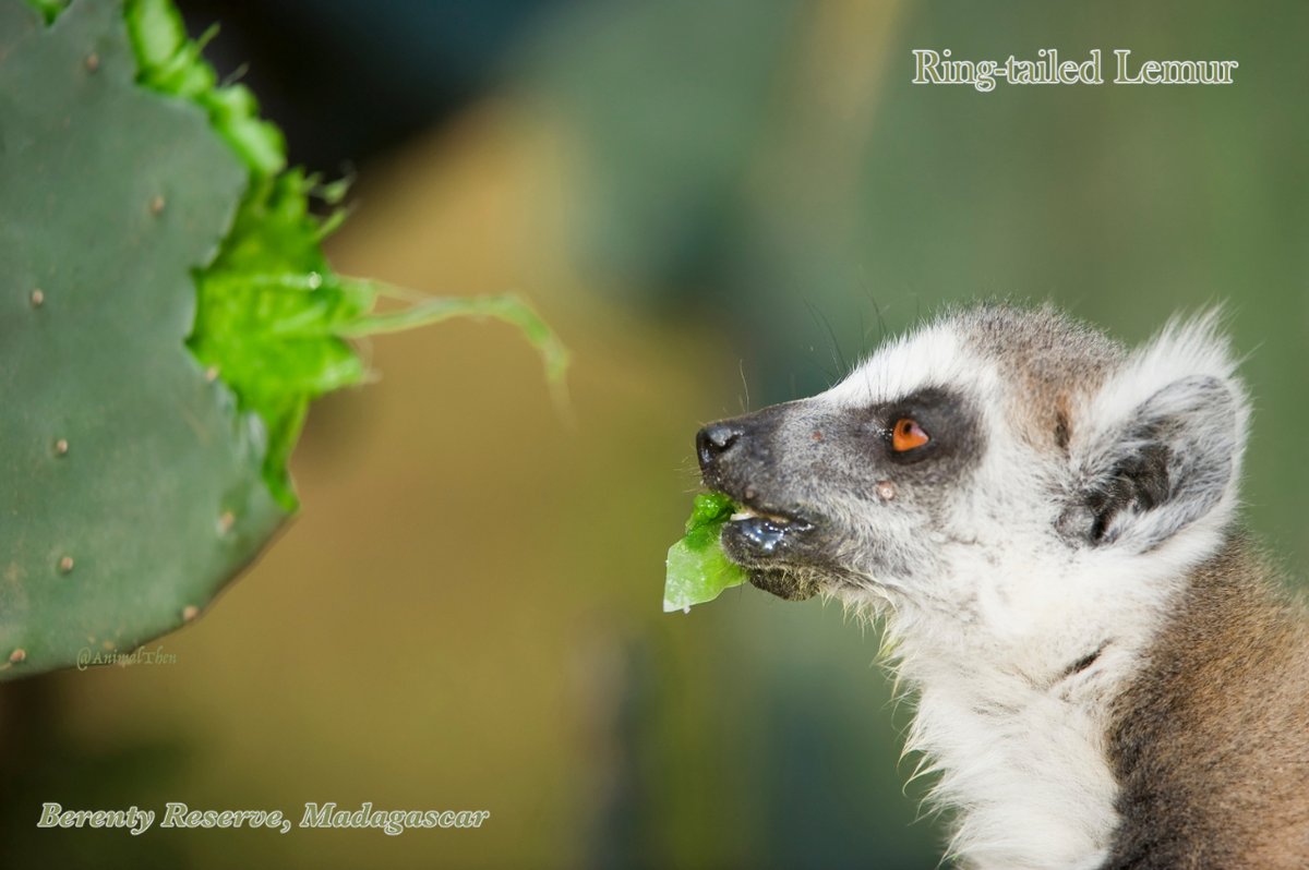 Ring-tailed Lemur feeding on cactus, Madagascar
.
.
.
#Lemur
#feed
#cactus
#RingTailedLemur
#Omnivorous
#Primates
#AfricanWildlife
#AfricanAnimals
#MadagascarWildlife

#Nature #AnimalLover #WildlifeOnEarth #EnglishGardens #NatureLife #AnimalPhotos #WildlifePictures #EnglishWords