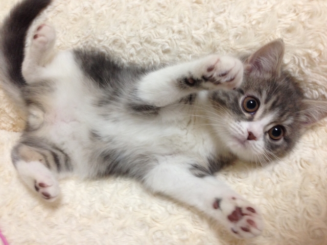 aus_pet's tweet photo. Q.子猫を拾ったとき、ご飯や飲み物は何をあげたらよいですか？
A.生後数か月の子猫であれば子猫用のフードと水で大丈夫です。ドライフードの場合はお湯でふやかしてあげるといいでしょう。生後間もない場合は子猫用のミルクが必要不可欠です。
#獣医師さんに聞いてみた #アニクリ24 #ペット保険 https://t.co/lWOX41SfAE
