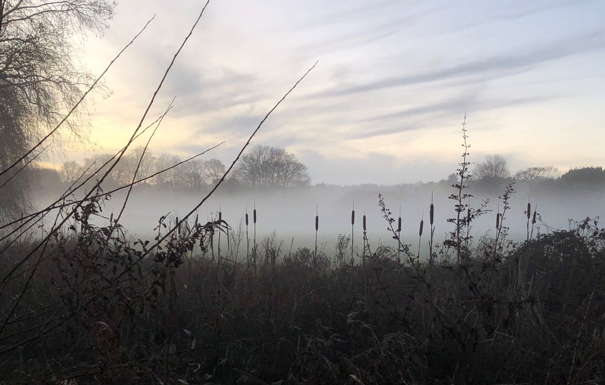 holtby_linda's tweet photo. Mist and reeds at dusk, Winchester College playing fields. #landscape #loveukweather #ThePhotoHour #StormHour @CloudAppSoc https://t.co/oz17PkZMsO