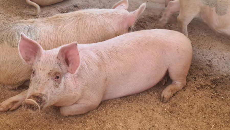 PIG FARMING EVERYTHING YOU NEED TO KNOW TO GET STARTED WITH PIG