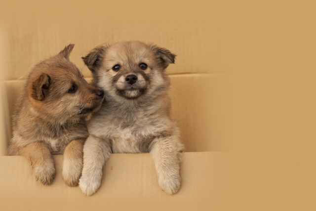 aus_pet's tweet photo. 今日は　＃携帯アプリの日
ワンちゃんネコちゃんのお世話記録や健康管理ができるアプリが色々あるみたい！自分に合ったものを活用してより良い愛犬・愛猫との時間を過ごしたいね！🤗
#ペット保険　#au損保　#犬　#猫　#犬のいる暮らし　#猫のいる暮らし https://t.co/W0hQjmc90k