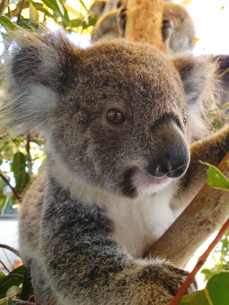 Hi there!!

#comeandvisitme #iseeyou #koala #incrediblebynature
#portstephens #australia #lovensw
