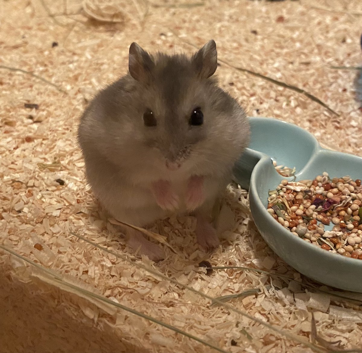 배토리 너는 여우인가..
ㄴ엥햄스턴데요