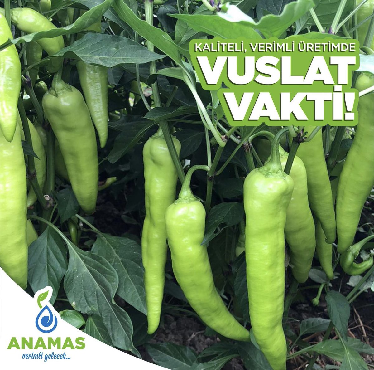 📌 Vuslat F1 & Çarliston Biber🥇
✅Güz, Bahar 
✅Sera & Açık saha 
✅%100Tatlı 
✅20-21 cm 
✅TSWV 🦠 toleranslı

#anamas #tohum #sebze #biber #Islah #hibrit #vegetables #agriculture #hybrid #seeds #hybrids #seedsnow #seedscolor #pepper #peppers #greenpepper #seededvegetables