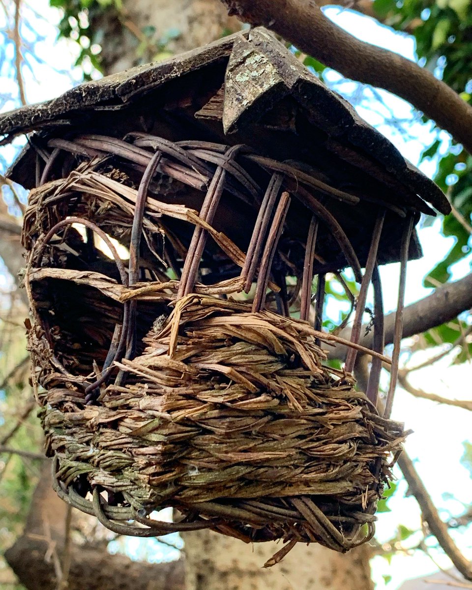 talltalestogo's tweet image. One day

One day, we will leave /
our decrepit homes. Maybe /
then ourselves will fly.
.
.
#day #home #decrepit #fly #ourselves #poem #photo #poetry #haiku #senryu #oldnorthknoxville #davidebooker #december #thursday #122222 #2022