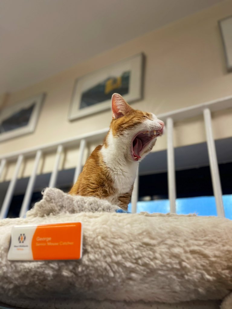 Knock, knock! Who’s there? Ima. Ima who? Ima dreaming of a nice crisp mouse… 🐭

#Cat #CatsOnTwitter #catsofinstagram #CatsOfTwitter #christmastime