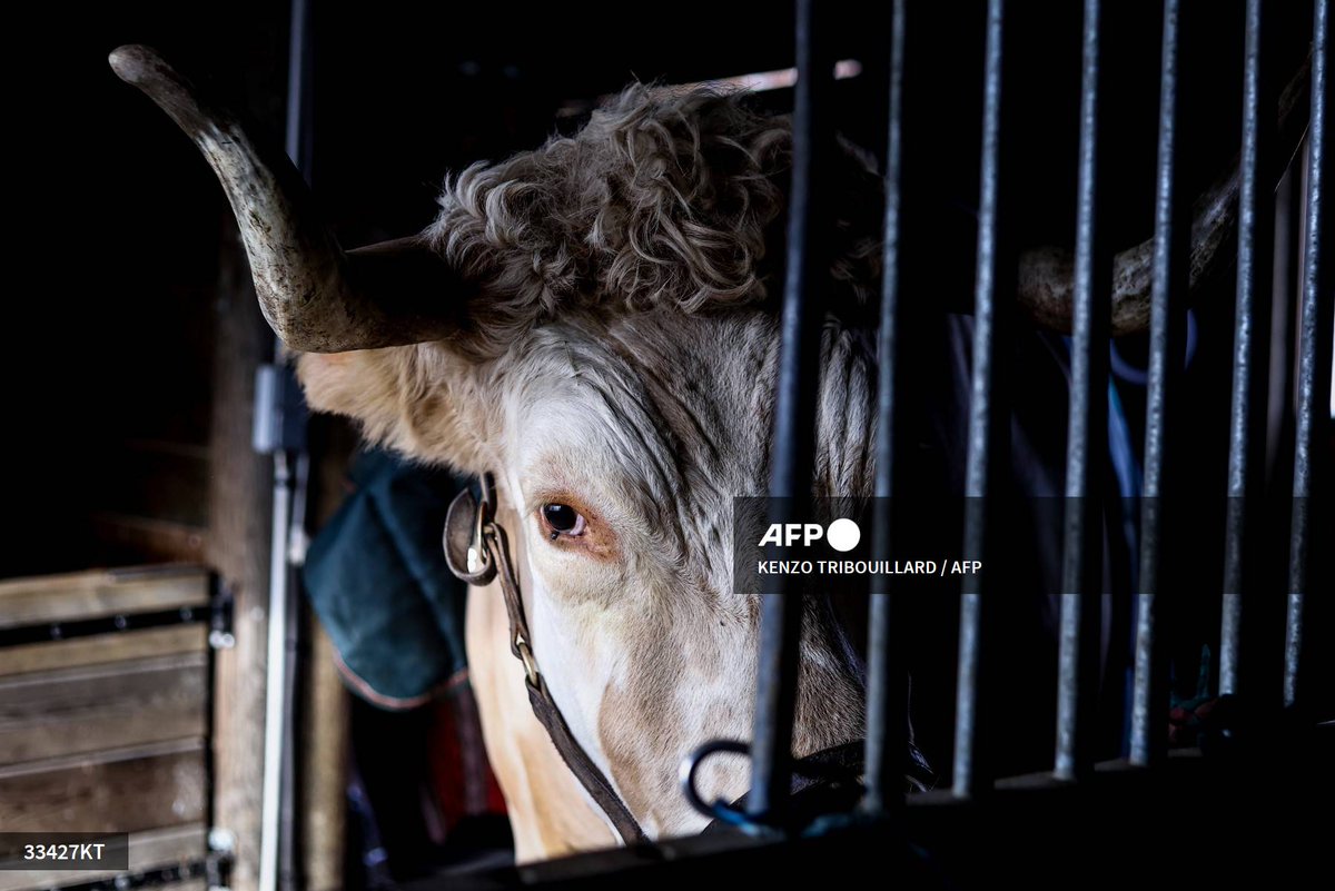 #France 
Aston, the bull who thinks he's a horse
📷 <a href="/Kenzotribou/">Kenzo Tribouillard</a> 
#AFP