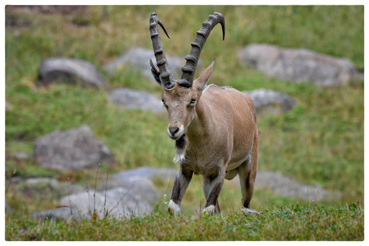 #NubianIbex @BronxZoo 
The Nubian #Ibex has special grooming habits. Flocks of Grackles peck at its hides looking for parasites and any other insects that may be harmful to the Mountain Goat. There is only one Grackle per Ibex.
©Véronique AUBOIS -