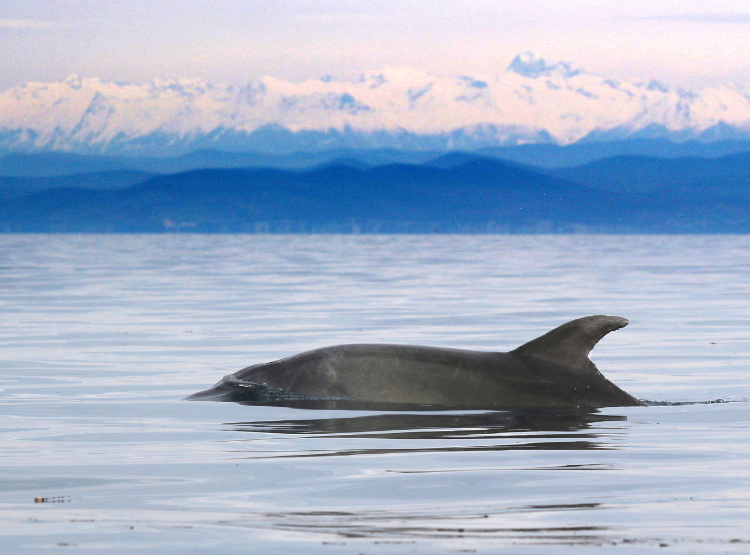 univofstandrews's tweet photo. Prešeren the dolphin could hold long-distance swimming record. 🐬

Researchers from @_SMRU_ &amp; @Morigenos_org document longest recorded movement by inshore bottlenose dolphin. 

Read more ⬇️

https://t.co/Zc80RXlBWW

#EverToExcel https://t.co/5I8zVJdyCe