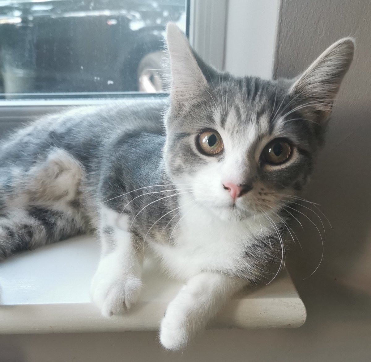 No idea who destroyed the office chair mum 😬🙄❤️🐈. To be fair you can't be mad at that face 😍❤️🐱 #CatsOfTwitter #CatsOnTwitter #rescuecats #cute #wasntmehonest