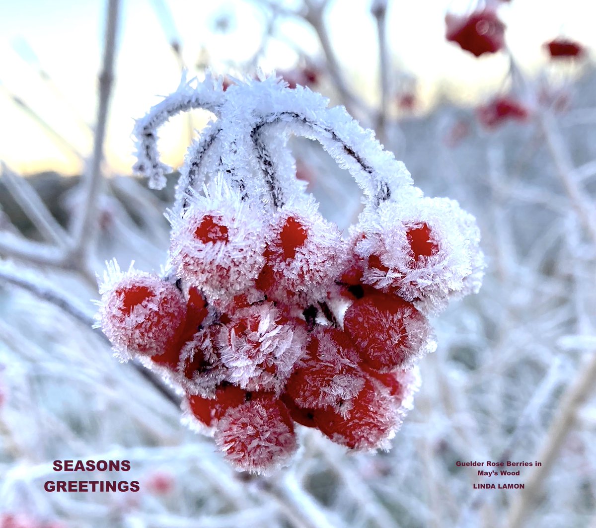 lindalamon's tweet photo. Seasons Greetings #Yule #WinterSolstice #hoar #christmastime #nature #NatureBeauty #frost #woodland #berry picture in #Mayswood by Linda Lamon. https://t.co/JwSmwKJbL7