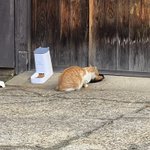 パパっち!!のツイート画像