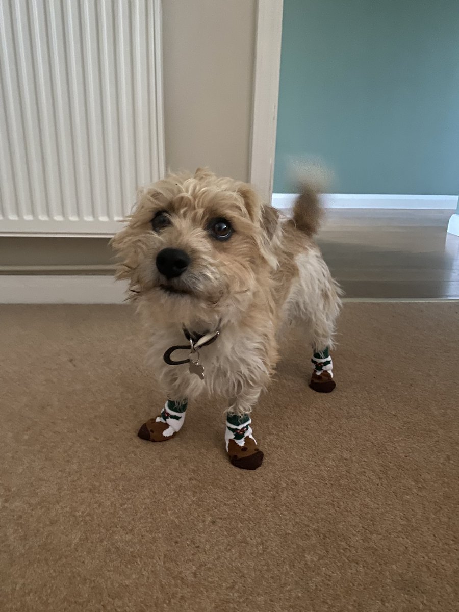 It may be a Shrinkflation Christmas, but that won't stop us eating turkey sandwiches... and dressing up our doggos
#shrinkflation #christmas2022 #dogsoftwitter
theshrinkflationreview.wordpress.com/2022/12/22/a-s…