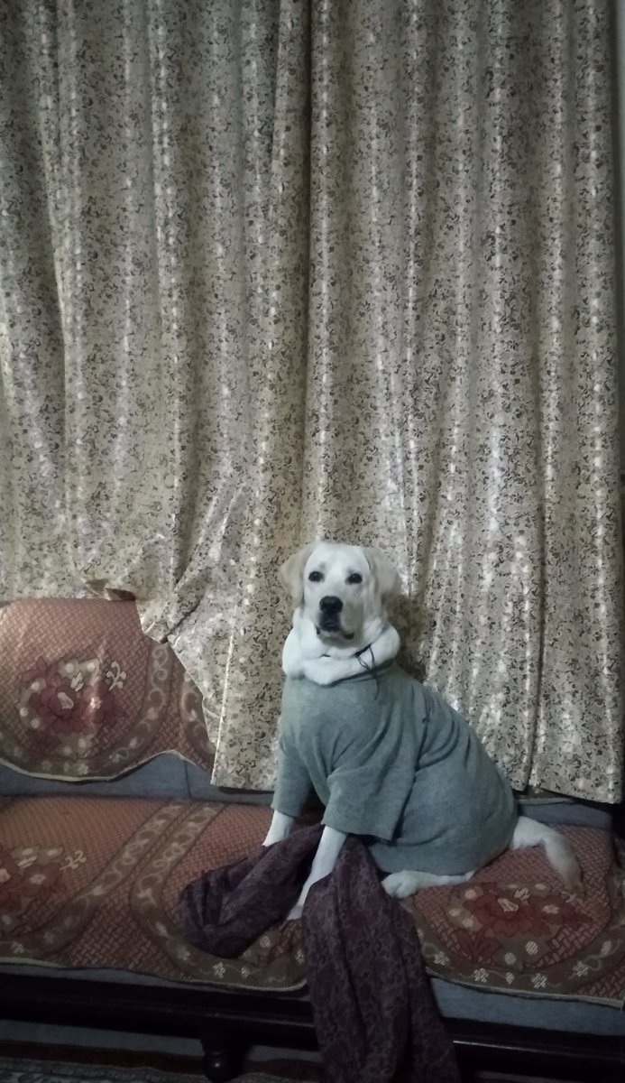 AngadVibes's tweet photo. My Baby Chiku ♥️ 
@dogitization
@dog_rates 
#Chiku
#IntroduceYourdog 
#DoglifeMatter 
#BeHumanTreatthemWell 
#Dog #Dogisfamily
#AdoptDontShop https://t.co/YKXHwV3zif