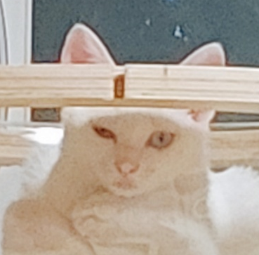 우리집 애는 호불호가 확실하기 땜에 조심해야함
왼쪽은 잘 놀고 밥 잘 먹엇을 때고
오른쪽은 발톱 3개 깎았을 때임