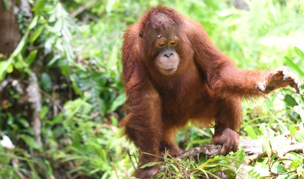 SEOYEAJI_INA's tweet photo. "The Sun does not shine for a few trees and flowers, but for the wide world's joy" Henry Ward Beecher

On behalf of Yeaji Seo, Seo Yeaji Indonesia adopted a little orangutan named "Bumi" 🦍 

Hallo Bumi Seo 💫
#BeTheSunForSomeoneYouLove 
#SeoYeaJi https://t.co/Le1Ze8EDMY