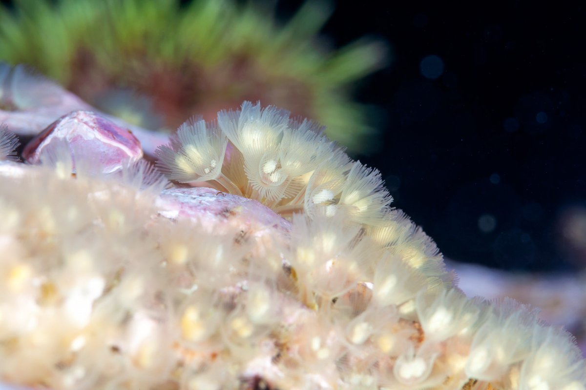 These are Phoronids, a small group of marine invertebrates that belong to the phylum Lophophorata. They are often referred to as "horseshoe worms" due to the shape of their lophophores, which are ring-like structures that encircle the mouth and are used for filter feeding.