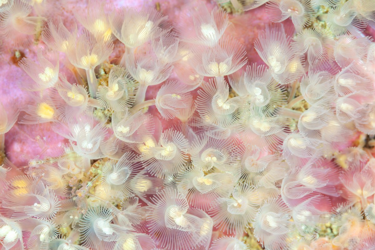 Alexander Semenov tweet media