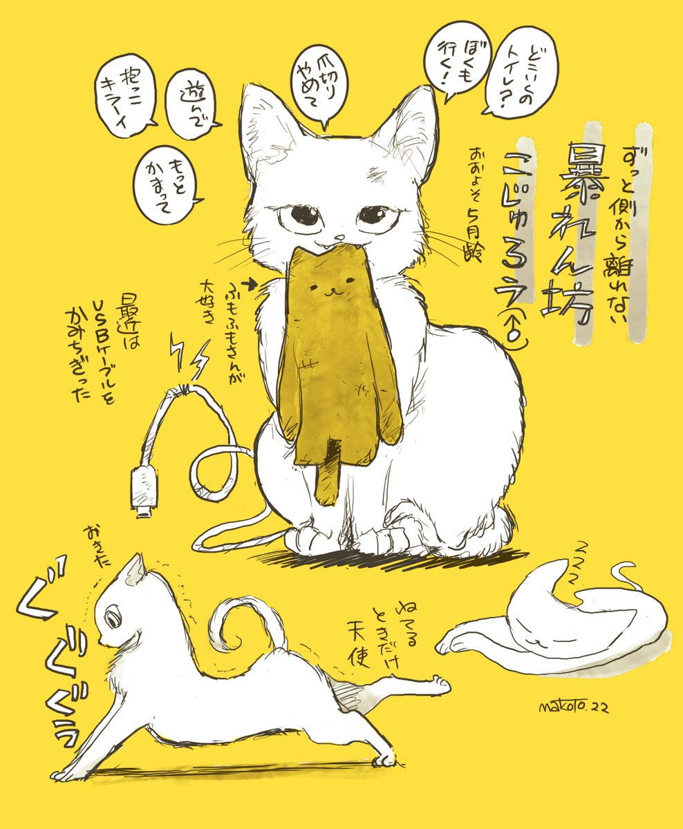 うちのこ こじゅ君🐱 