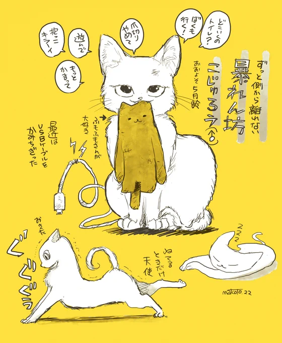 うちのこ こじゅ君🐱 