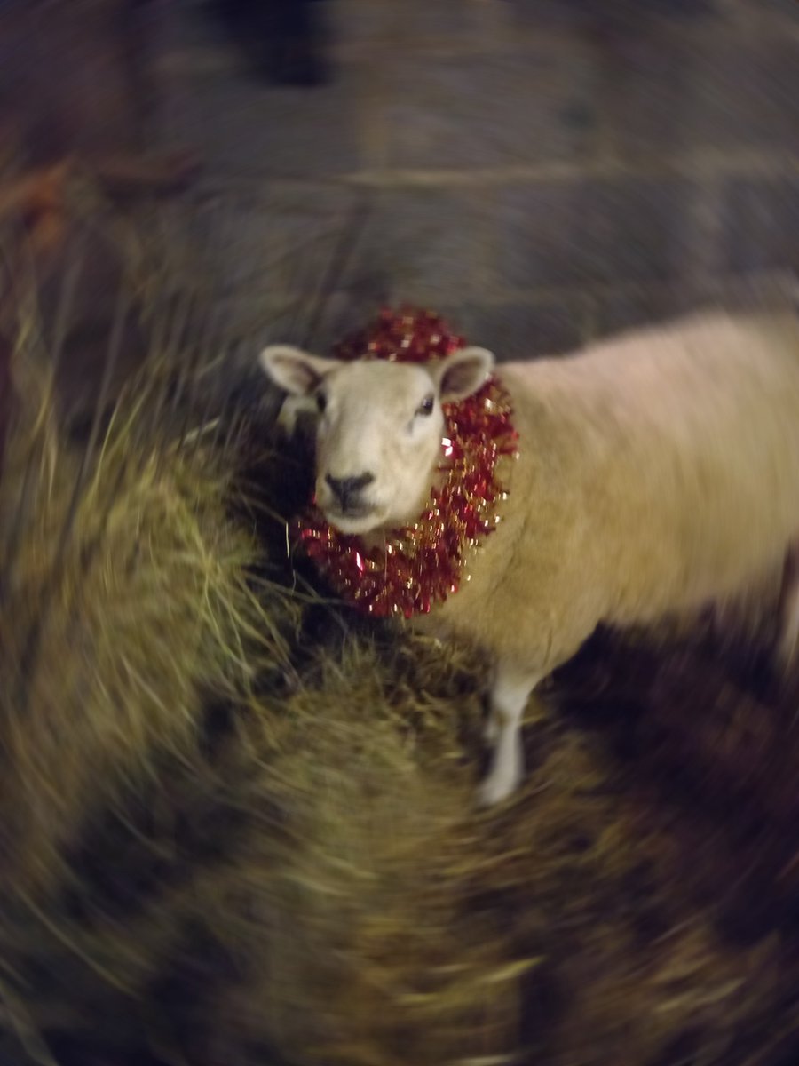 Alys in her party outfit for Christmas 🎉

#animalsanctuary #sheep365 #sheep #Christmas #partygirl #nonprofit #AmazonWishList #AnimalLovers #foreverhome #sponsorasheep #christmaspresentidea 

woollypatchworkshe.wixsite.com/website