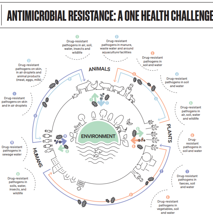 NiyigenaE_'s tweet photo. Antimicrobials help animals and humans live healthier lives. 

But many of these drugs are losing their efficacy as previously susceptible microbes become resistant. 

This challenge can only be met through #OneHealthApproach , which considers animal, human and environment.
#RwOT https://t.co/eHRhQJx9GV