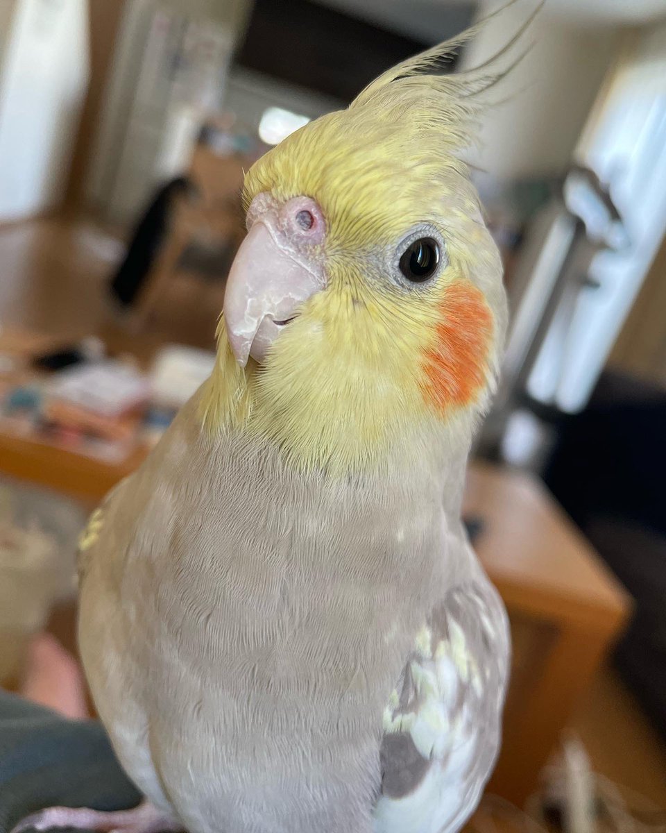 toko_end's tweet photo. うちの子たち。オカメインコシナモンパールのシャルル、ズグロシロハラインコのルル、ウロコインコサンチークのサンゴ🦜
ルルちゃん、早く帰ってきてね。 https://t.co/5QDg1MROTH