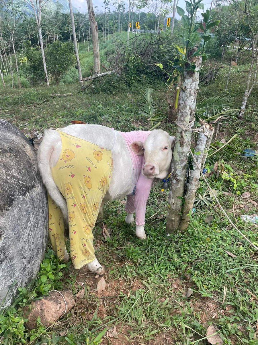 bamblubakery's tweet image. ยายกลัวน้องหนาว