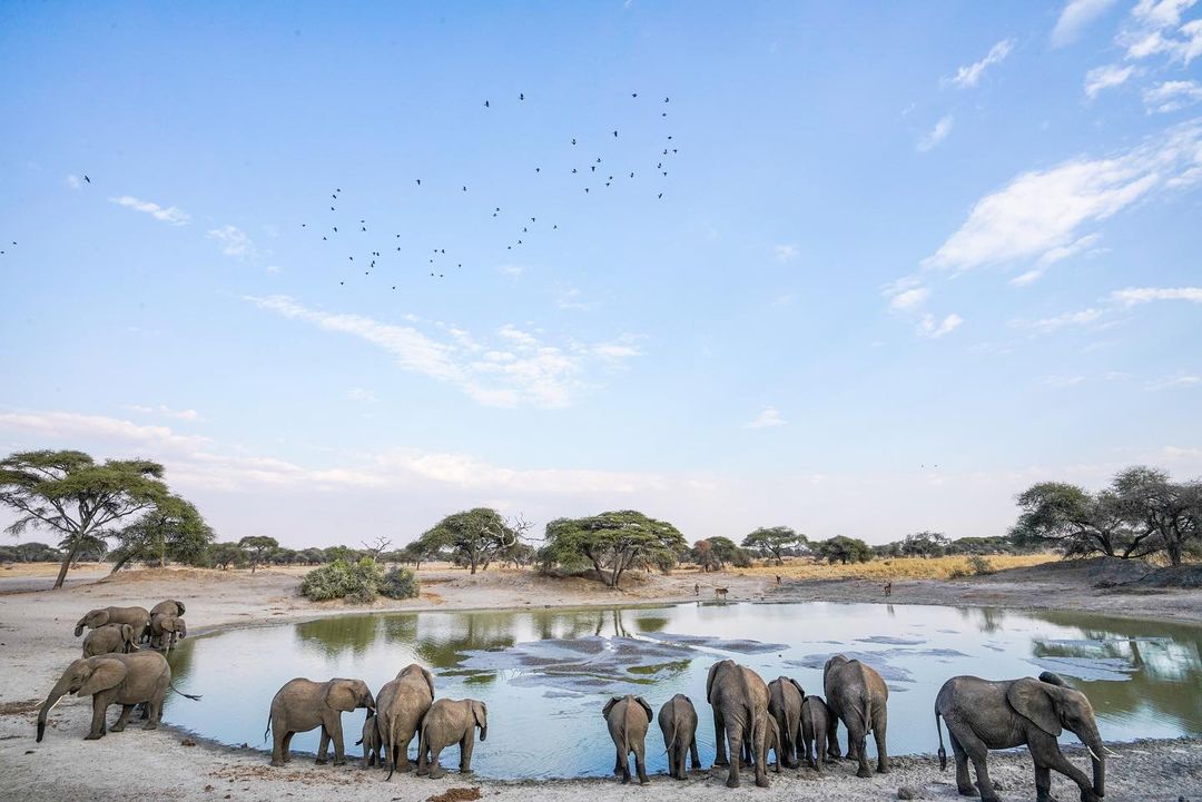 VisitTanzania1's tweet photo. Good Morning Tarangire National Park 🇹🇿 https://t.co/hfbHe9HiAj