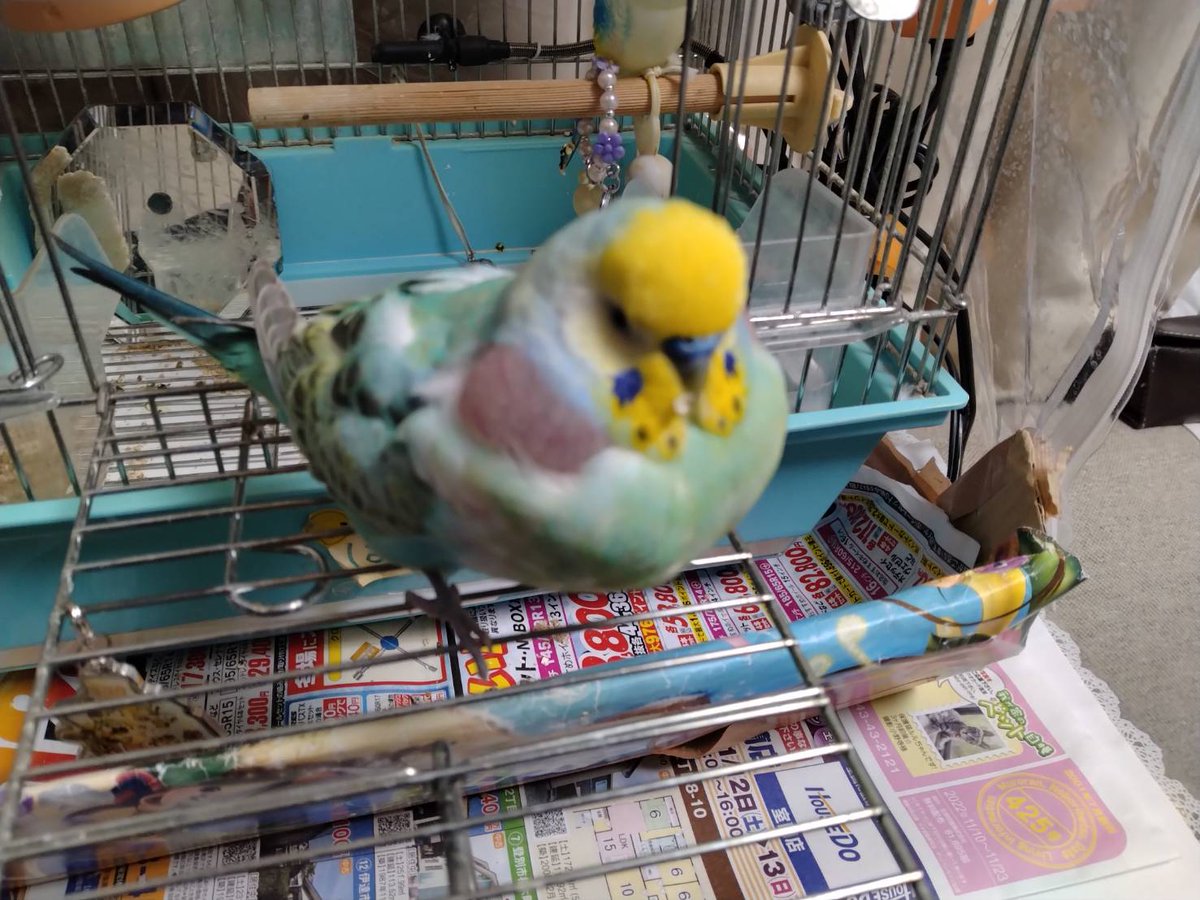 ren_ray_dark's tweet photo. 知り合いのセキセイインコさんは眠くなると数年前からこんな感じに膨れ上がるそうです。飼い主さんも心配で病院連れて言ったけどお手上げ

ちなみに目が覚めるとこの袋はしぼんで隠れます https://t.co/ES1KcVWgO9